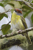 Image. Rufous-browed Peppershrike