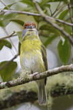Image. Rufous-browed Peppershrike