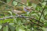 Image. Rufous-browed Peppershrike