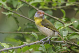 Image. Rufous-browed Peppershrike