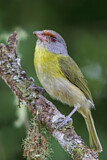 Image. Rufous-browed Peppershrike