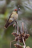 Image. Rufous-capped Thornbill