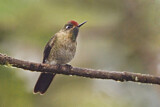Image. Rufous-capped Thornbill