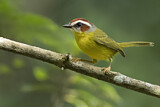 Image. Rufous-capped Warbler