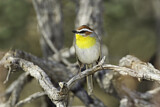 Image. Rufous-capped Warbler