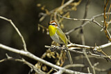 Image. Rufous-capped Warbler