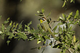 Image. Rufous-capped Warbler