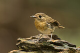 Image. Rufous-chested Flycatcher