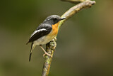 Image. Rufous-chested Flycatcher