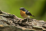 Image. Rufous-chested Flycatcher