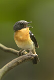 Image. Rufous-chested Flycatcher