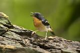 Image. Rufous-chested Flycatcher