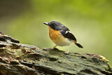 Image. Rufous-chested Flycatcher