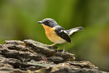 Image. Rufous-chested Flycatcher