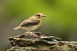 Image. Rufous-chested Flycatcher