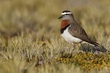 Image. Rufous-chested Plover