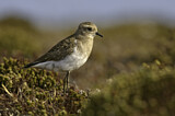 Image. Rufous-chested Plover