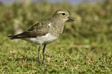 Image. Rufous-chested Plover