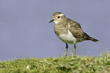 Image. Rufous-chested Plover