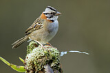 Image. Rufous-collared Sparrow