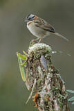 Image. Rufous-collared Sparrow