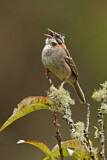 Image. Rufous-collared Sparrow