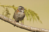 Image. Rufous-collared Sparrow