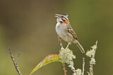 Image. Rufous-collared Sparrow