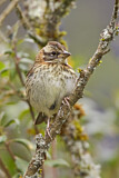 Image. Rufous-collared Sparrow