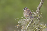 Image. Rufous-collared Sparrow