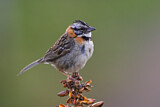 Image. Rufous-collared Sparrow
