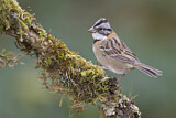 Image. Rufous-collared Sparrow