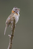 Image. Rufous-collared Sparrow