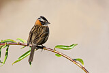 Image. Rufous-collared Sparrow