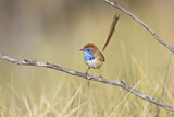 Image. Rufous-crowned Emu-wren