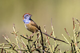 Image. Rufous-crowned Emu-wren