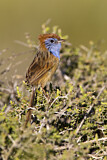 Image. Rufous-crowned Emu-wren