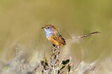 Image. Rufous-crowned Emu-wren