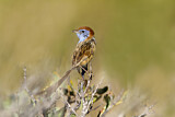 Image. Rufous-crowned Emu-wren