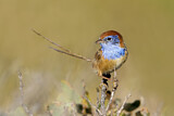 Image. Rufous-crowned Emu-wren