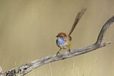 Image. Rufous-crowned Emu-wren