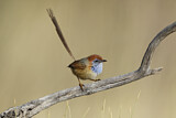 Image. Rufous-crowned Emu-wren