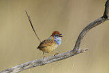 Image. Rufous-crowned Emu-wren