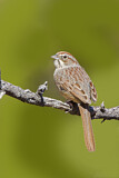 Image. Rufous-crowned Sparrow