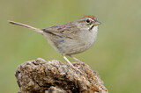 Image. Rufous-crowned Sparrow