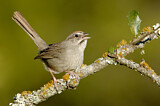 Image. Rufous-crowned Sparrow