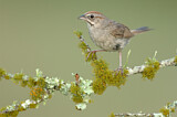 Image. Rufous-crowned Sparrow