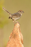 Image. Rufous-crowned Sparrow