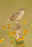 Image. Rufous-crowned Sparrow