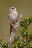 Image. Rufous-crowned Sparrow